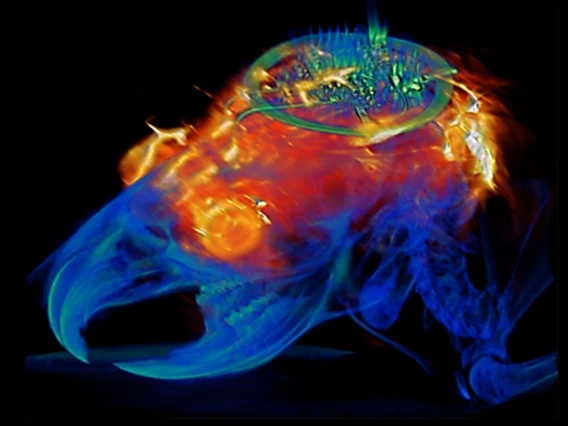 A colorful MRI and CT image of a mouse's brain.